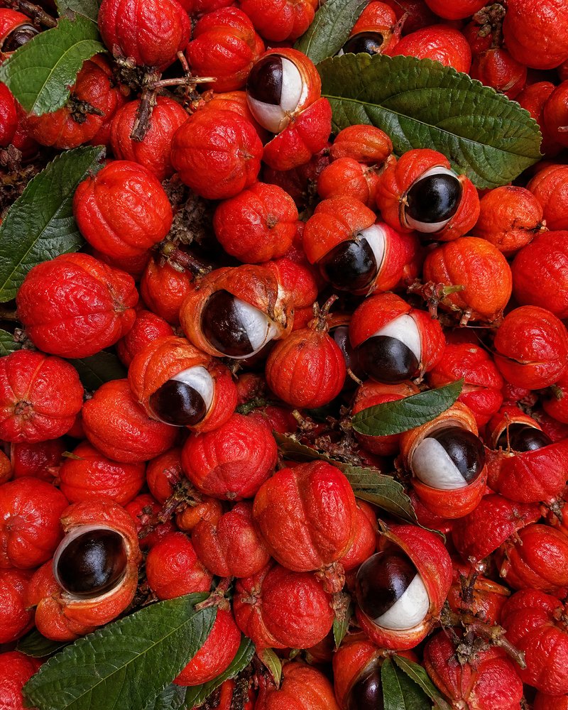 Guaraná
